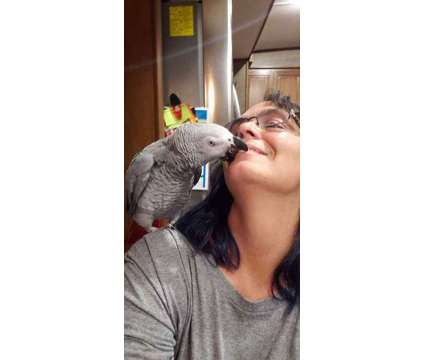 HDDOHA African Grey Parrots is a Grey Everything Else for Sale in Yuba City CA