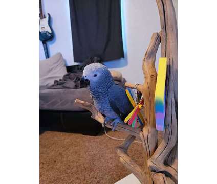 GSUJI African Grey Parrots is a Grey Everything Else for Sale in Yuba City CA