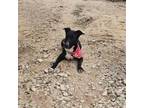 Adopt Aurora a German Shepherd Dog, Pit Bull Terrier