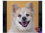 Adopt Feona a Pomeranian