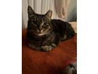 Adopt Mika a Tabby