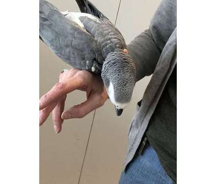 BAJIJDSAIN African Grey Parrots is a Grey Everything Else for Sale in Santa Clarita CA