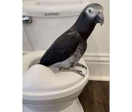 HOLDSOL African Grey Parrots is a Grey Everything Else for Sale in Gainesville TX