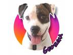 Adopt Georgia a Pit Bull Terrier