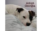 Adopt Georgia a Pit Bull Terrier