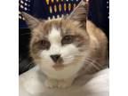 Adopt Baby Blue a Snowshoe, Domestic Short Hair