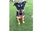 Adopt Sam a German Shepherd Dog, Doberman Pinscher