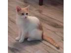 Adopt Abra (Marshmellow) a Domestic Short Hair