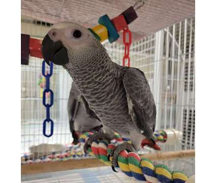 BJUIHUHO African Grey Parrots is a Grey Everything Else for Sale in Claremore OK