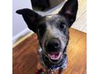 Adopt Zoey a Cattle Dog, Dachshund