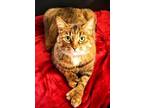 Adopt Ginger a Extra-Toes Cat / Hemingway Polydactyl