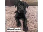 Adopt JP "Hilton" a Giant Schnauzer, Doberman Pinscher