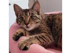 Adopt Jenny from the Block a Tabby, Bengal