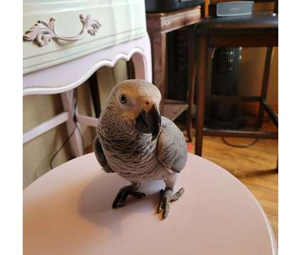 JGUKBJ African Grey Parrots is a Grey Everything Else for Sale in Sioux Falls SD