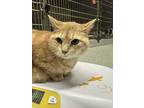 Adopt Elsa a Domestic Short Hair