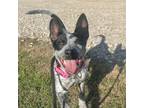 Adopt Dallas a Australian Cattle Dog / Blue Heeler