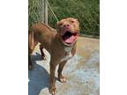 Adopt Ruby a Pit Bull Terrier