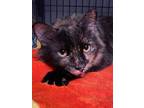 Adopt HAZEL a Tortoiseshell