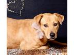 Adopt MacBeth a Labrador Retriever, Mixed Breed