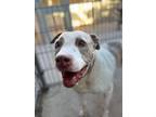 Adopt Gretchen (and Stewart) a Pit Bull Terrier