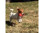 Parson Russell Terrier Puppy for sale in Kansas City, MO, USA