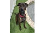 Adopt BARRON a Pit Bull Terrier, Rottweiler