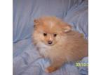 Pomeranian Puppy for sale in Newport, TN, USA