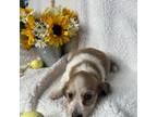 Dachshund Puppy for sale in Dawson, AL, USA