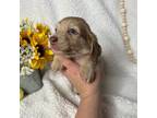 Dachshund Puppy for sale in Dawson, AL, USA