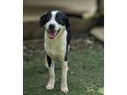 Adopt Dixon a Australian Cattle Dog / Blue Heeler