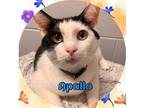 Adopt Apallo a Domestic Short Hair