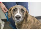 Adopt Moose a Catahoula Leopard Dog