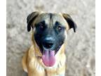 Adopt DEKU* a German Shepherd Dog, Rhodesian Ridgeback