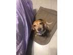 Adopt Ernie Ford a Beagle