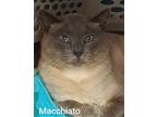 Adopt Macchiato a Siamese