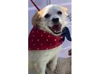Adopt Leo a Jack Russell Terrier, Parson Russell Terrier