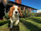 Adopt Ocean a Cavalier King Charles Spaniel