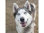 Adopt RICO a Siberian Husky