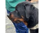 Adopt Jeremy a Rottweiler