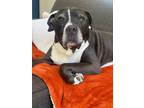 Adopt Ramon The Romantic a Pit Bull Terrier, Labrador Retriever