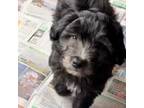 Mutt Puppy for sale in Moorhead, IA, USA