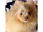 Pomeranian Puppy for sale in Spokane, MO, USA