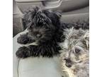 Schnauzer (Miniature) Puppy for sale in Arkport, NY, USA
