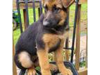 German Shepherd Dog Puppy for sale in Fredericksburg, VA, USA