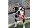 Adopt FOX a Staffordshire Bull Terrier