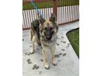 Adopt KODA a German Shepherd Dog