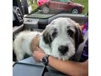 Saint Bernard Puppy for sale in Waldorf, MD, USA