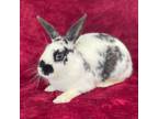 Adopt GUAVA a Bunny Rabbit