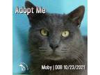 Adopt Moby a Domestic Short Hair, Russian Blue