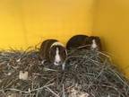 Adopt Consort (bonded to Middleton) a Guinea Pig